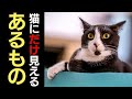 【トリビア】30の猫の雑学解説付き！あなたは何個知ってましたか？