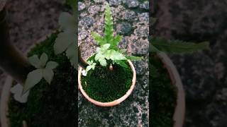Satisfying Snail Garden ?? | Moss Bonsai | Gardning☘️? shorts viral terrarium nature diy tips