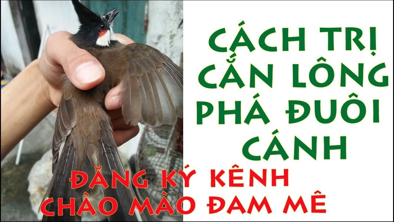 CHÀO MÀO CẮN PHÁ LÔNG || NGUYÊN NHÂN || CÁCH TRỊ HIỆU QUẢ || CHÀO MÀO ĐAM MÊ