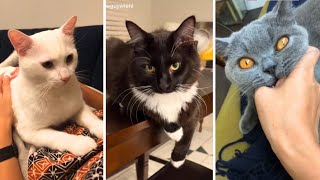 Funniest Cats  (Don't try to hold back laughter)  Cats being... CATS!