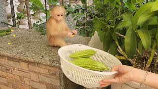 Smart Baby Monkey SUGAR Helps Mom Harvesting Bitter Melons