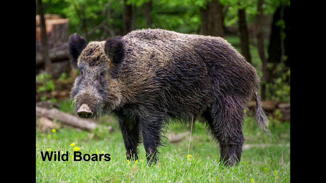 The 10 most dangerous animals in Europe YouTube