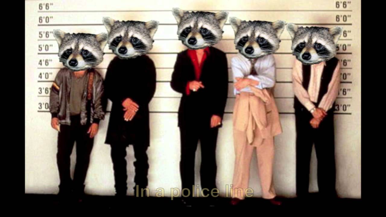 Raccoon Song 8