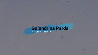 Golondrina Parda (Progne tapera)