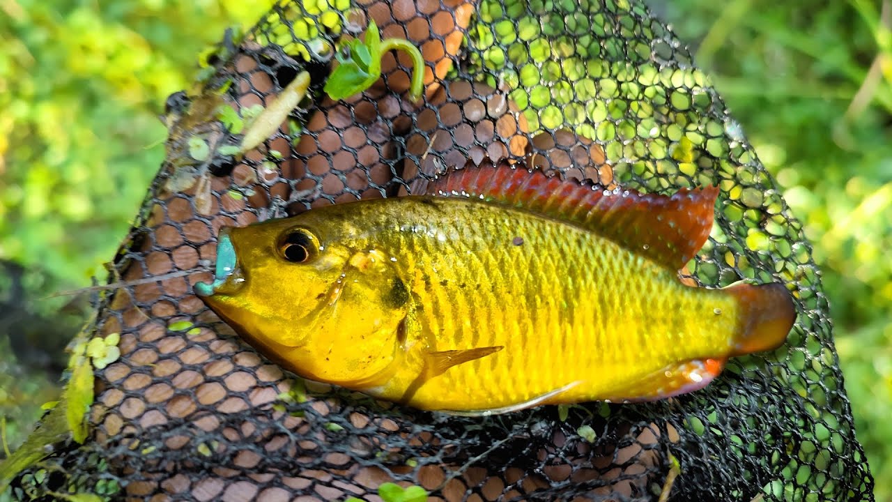 We found fish in wetlands and rivers | Kenya | Where we did not find ...