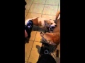Slow motion dogs playing not fighting