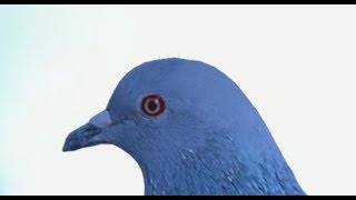 Suicidal Pigeon but with a little mama twist