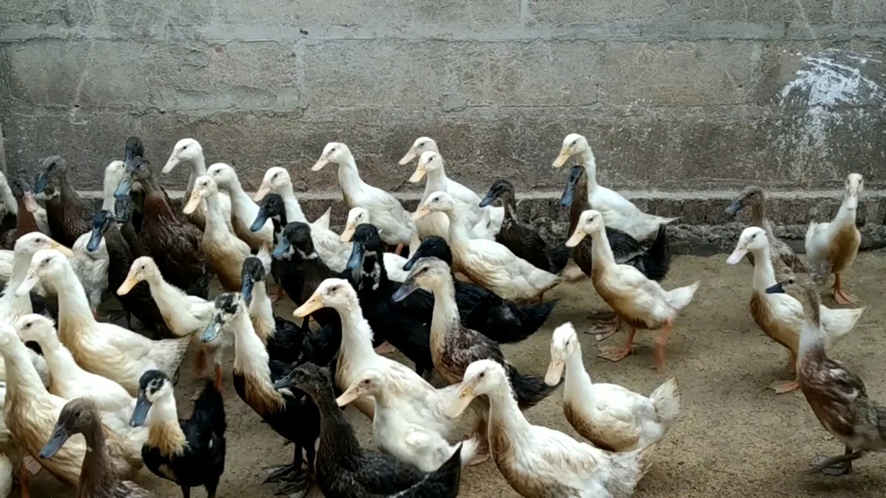 Memanen BEBEK pedaging | cara ternak bebek SUKSES 