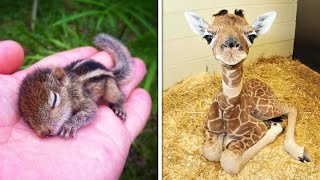 Cute Baby Animals Videos Compilation! (Cutest & Funny Pets) by Cute & Funny Animals 617 views 4 years ago 10 minutes, 41 seconds