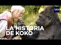 La maravillosa historia de Koko, el gorila que hablaba