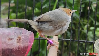 PANCINGAN BURUNG PRENJAK BETINA GACOR