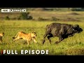 Lions And The Great Survival Saga Of Nature Big Cats 24 7 Nature Animal Documentary 