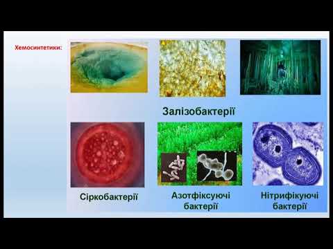 Урок біології, 10 кл., "Прокаріотичні організми: археї та бактерії. Особливості їхньої організації"