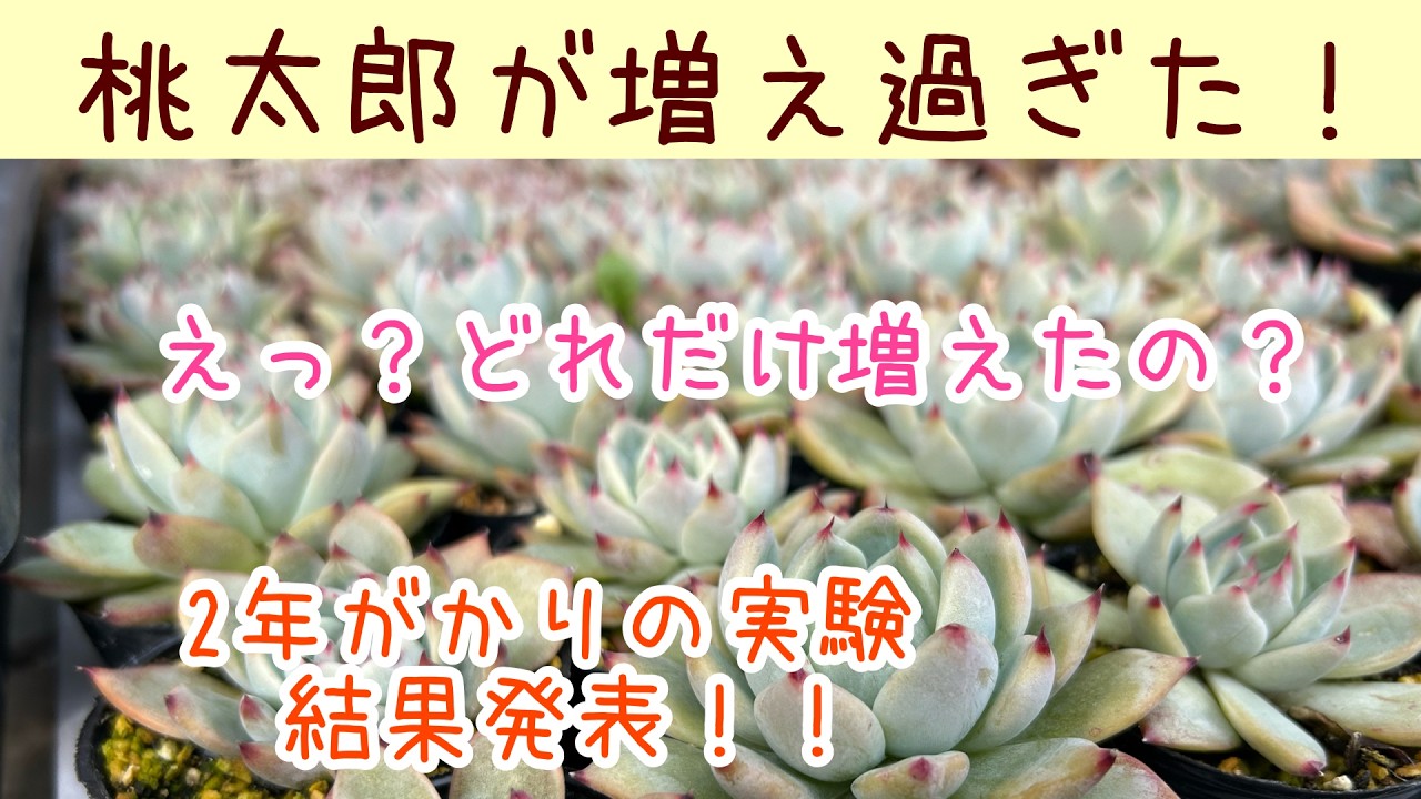 【多肉植物】結果発表！桃太郎３株からこれだけ殖えた！増えすぎる桃太郎vlog86