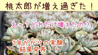 Download Lagu 【多肉植物】結果発表！桃太郎３株からこれだけ殖えた！増えすぎる桃太郎vlog86 MP3