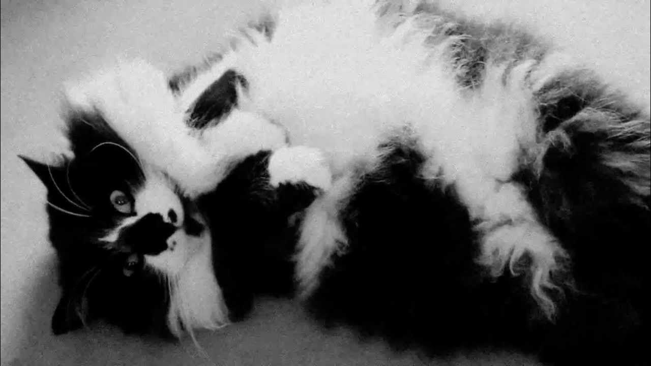 How to deflea a cat YouTube