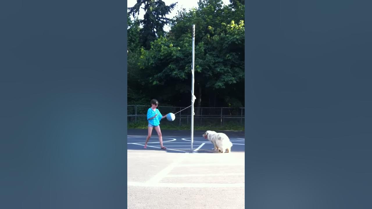 Dog playing Tetherball YouTube