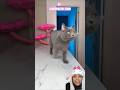 Kucing gemes pilih ikut siapa kira-kira ⁉️😯🤔🥰🐱@RapunzeelTeam #shorts #youtubeshorts #comedy #fyp