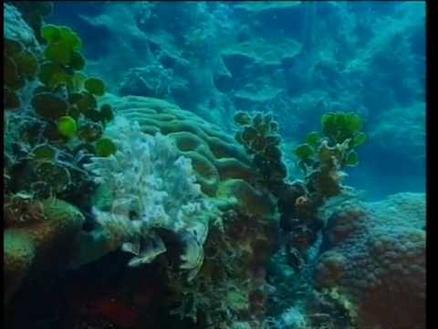 Vidéo: Récif De Corail Découvert En Italie
