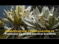 Conservación y Propagación de Frailejones en Parque Nacional Guanentá -TvAgro por Juan Gonzalo Angel