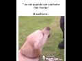 O Melhor amigo do Homem #dogs  #shorts #youtubeshorts
