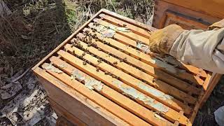Bee Check March 3, 2024 Part 3: Mechanic Apiary