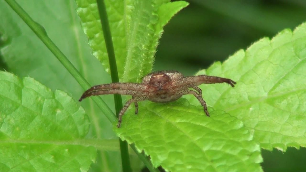 Crab Spider (Thomisidae: Xysticus) Anterior View