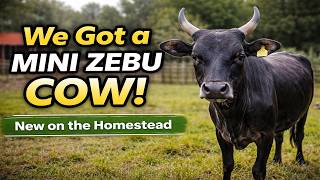 We Got a Mini Zebu Cow… Here’s What Happened (Day 1 on Our Homestead)