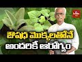 250 ఔషధ మొక్కలను సంరక్షిస్తున్న సుబ్బరాజు | Medicinal Plants Importance By Subbaraju | hmtv Agri