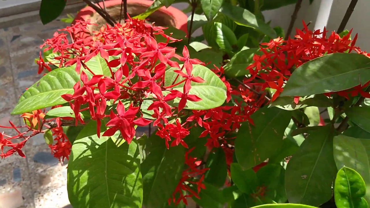 Care and fertilizers of Ixora plant 