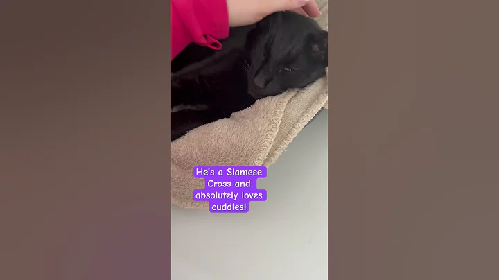 Video 10380361: love siamese, siamesecat
