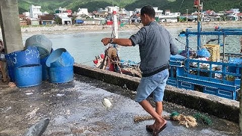 Câu Cá Dìa Biển Câu Giải Trí Mà Cá Ăn Thấy Ham Quá . Cảng Đại Lãnh