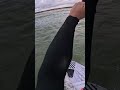 Tiny Wave 6 Windsurfing! We Ride It 🌊 #Shorts