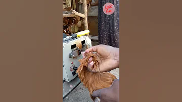 የዶሮ አፍ አቆራረጥ Chicken De Beak 