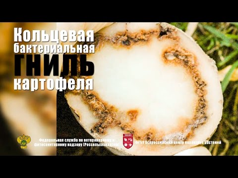 Кольцевая бактериальная гниль картофеля