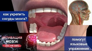 Как Укрепить Сосуды Мозга Языком? 