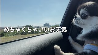 はじめてのペットカートでヒヤッとした瞬間＆お散歩断念のVlog