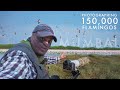 Photographing over 150000 flamingos  part of the flock ep 1  a bed of roses  bird photography