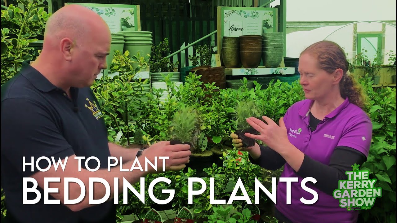 How to plant Bedding Plants The Kerry garden Show YouTube