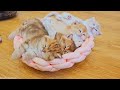 Time for Relaxation 🥰 Cute Baby kittens