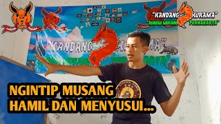 Ngintip Musang Hamil, Melahirkan Dan Menyusui....