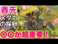 簡単！春先メダカの採卵方法！孵化率をあげるには〇〇が超大事！メダカ睡蓮ビオトープ