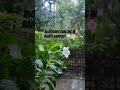 Blossoms dancing in rain's embrace|Flower🌺|Rain🌧️