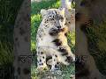 ユキヒョウのしっぽの使い方