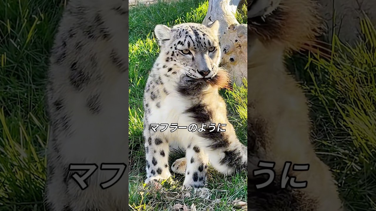 How snow leopards use their tails - YouTube ハンドメイド動物しっぽ