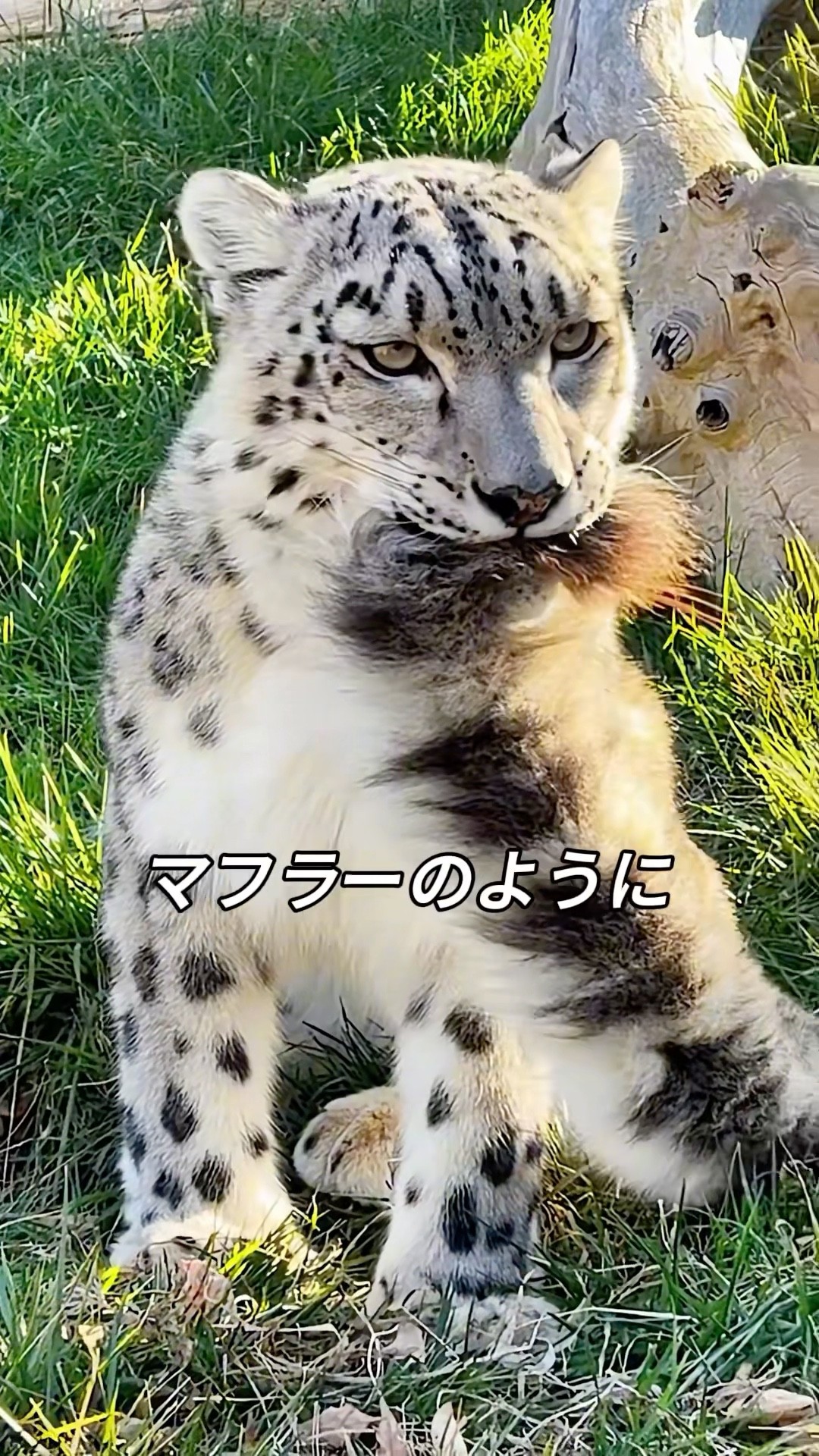 How snow leopards use their tails - YouTube