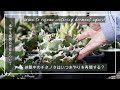 休眠中のチタノタはいつ水やりを再開する?