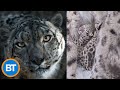 Toronto Zoo announces birth of two snow leopards