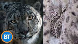 Toronto Zoo announces birth of two snow leopards