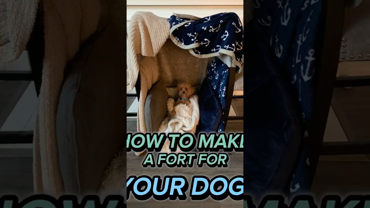 How to make a fort for your pet 2 